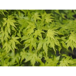 Javor dlaňolistý (Acer palmatum) ´GOING GREEN´ - výška 120-150 cm, kont. C15L